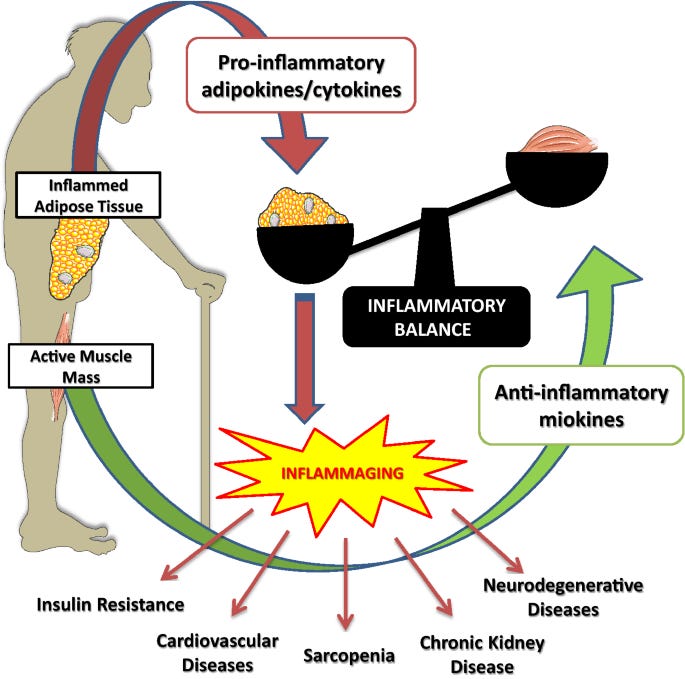 Exercise Training for the Elderly: Inflammaging and the Central Role for  HSP70 | SpringerLink