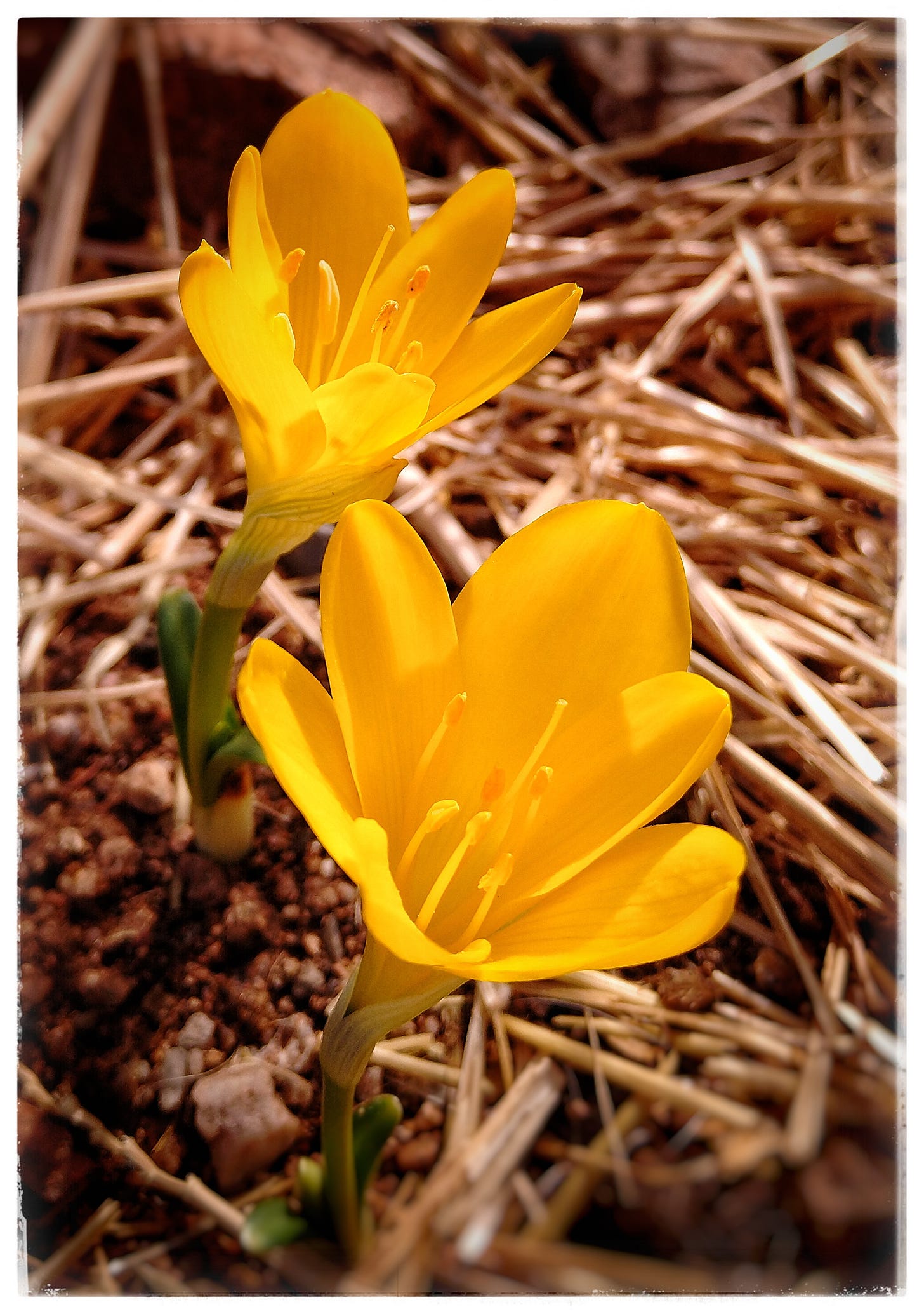 bright yellow blooms of sternbergia lutea