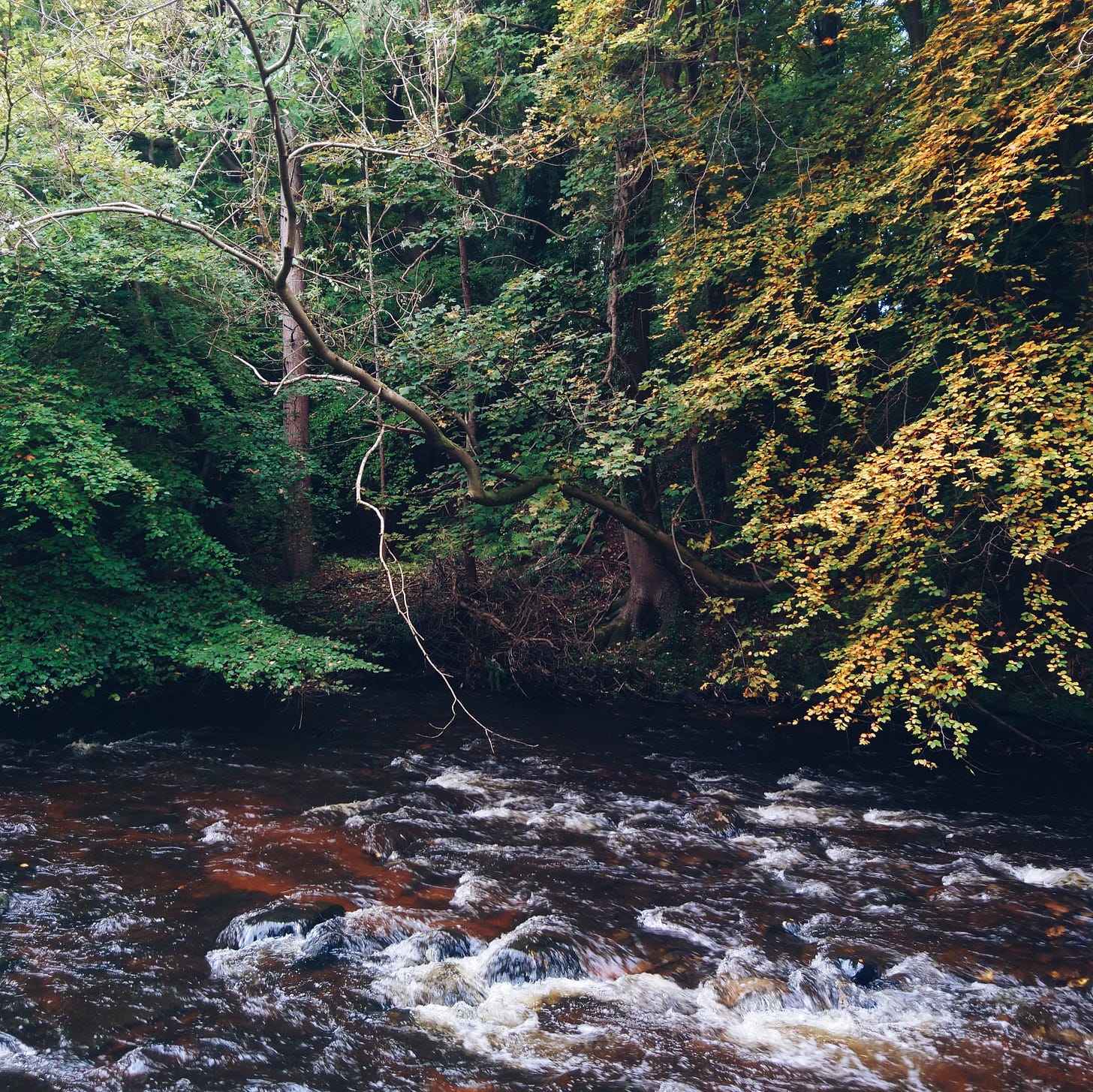 A photo of a fast brown river running beneath autumnal foliage
