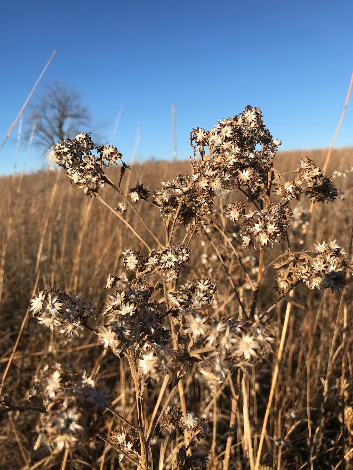 dried aster seed heads in prairie