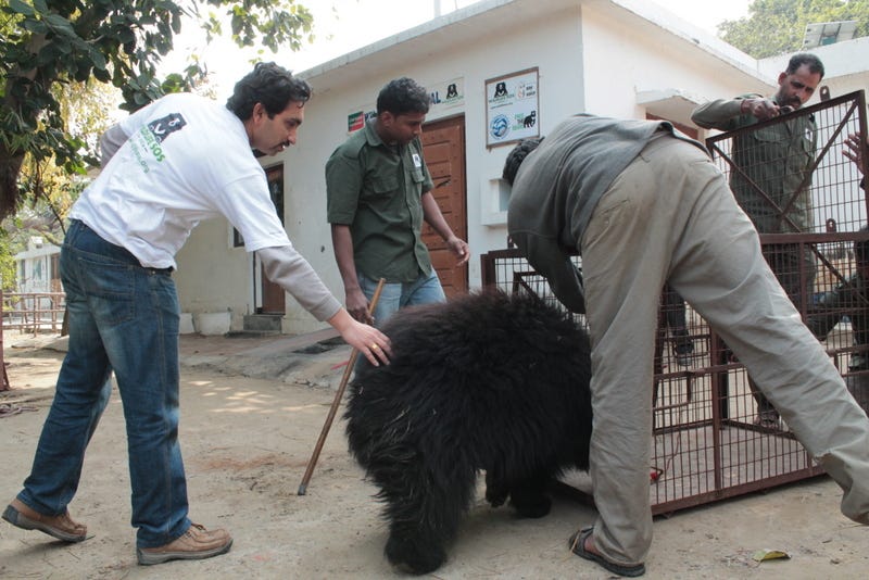 rescued bear gently placed in transport cage