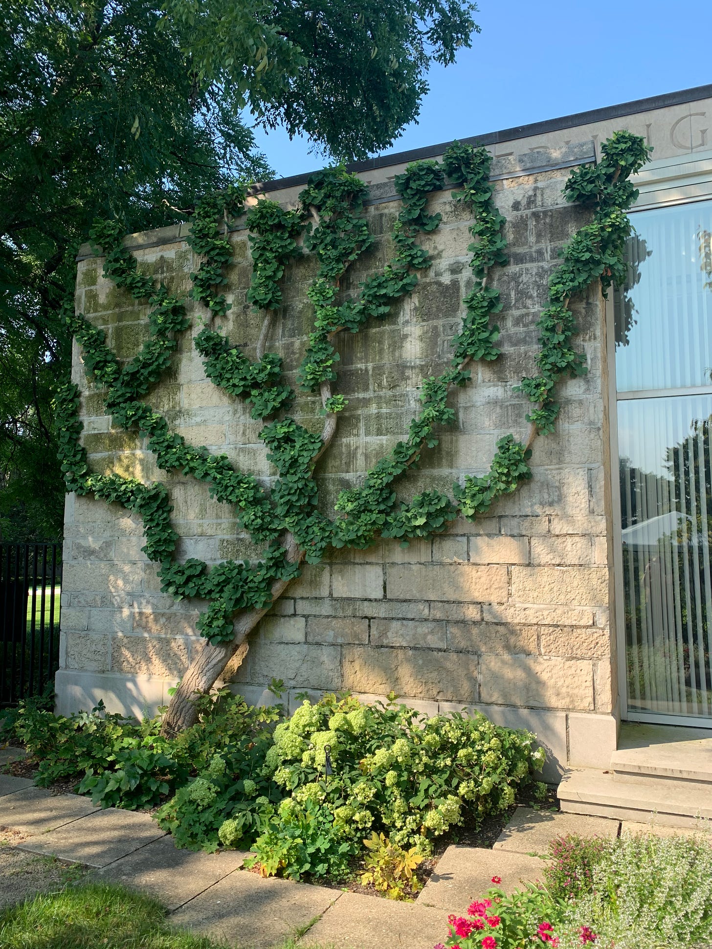 Espalier of Gingko biloba climbing with green leafed branches up the stone wall of the library building.
