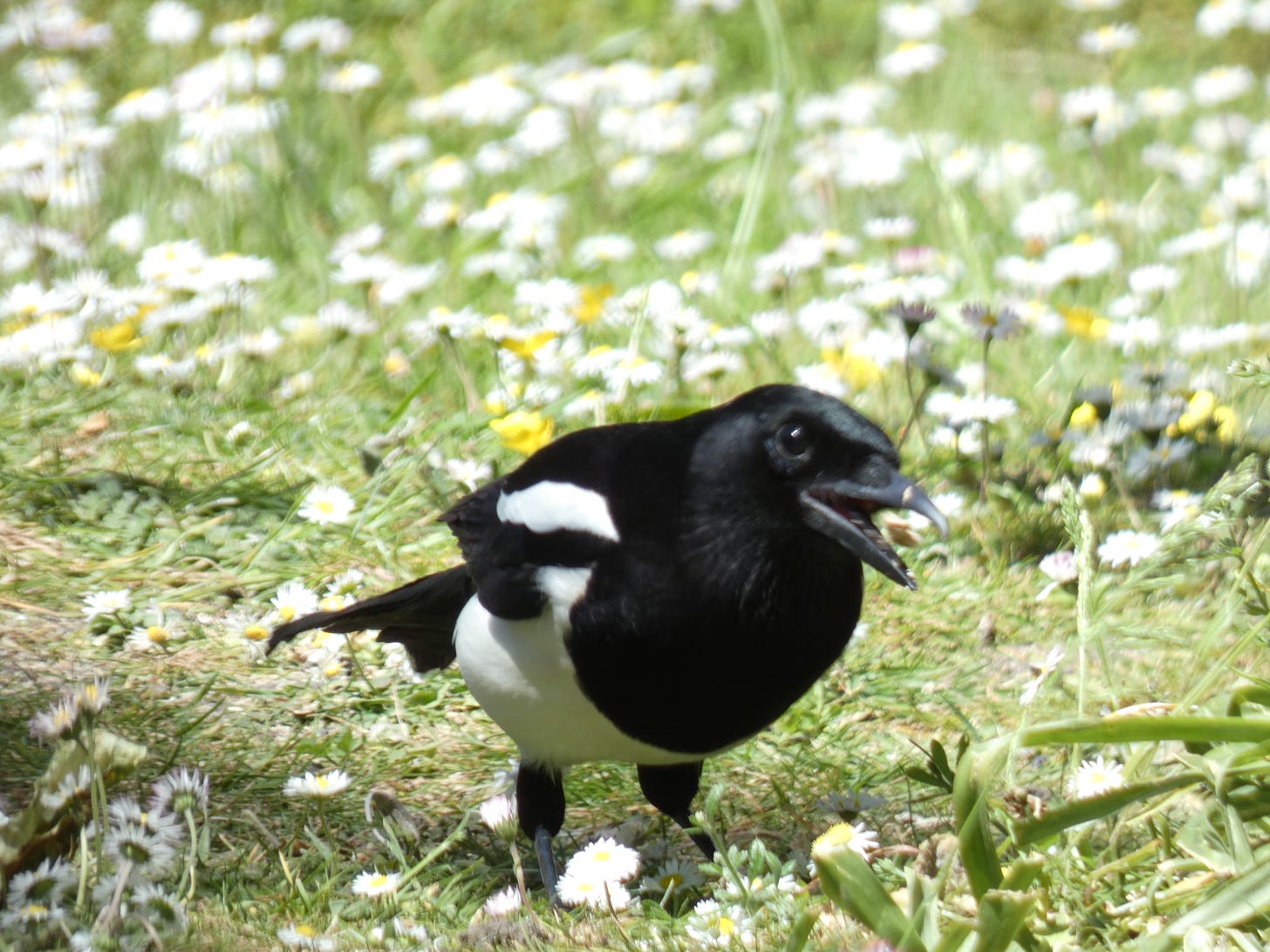 an image of a magpie eating a seed