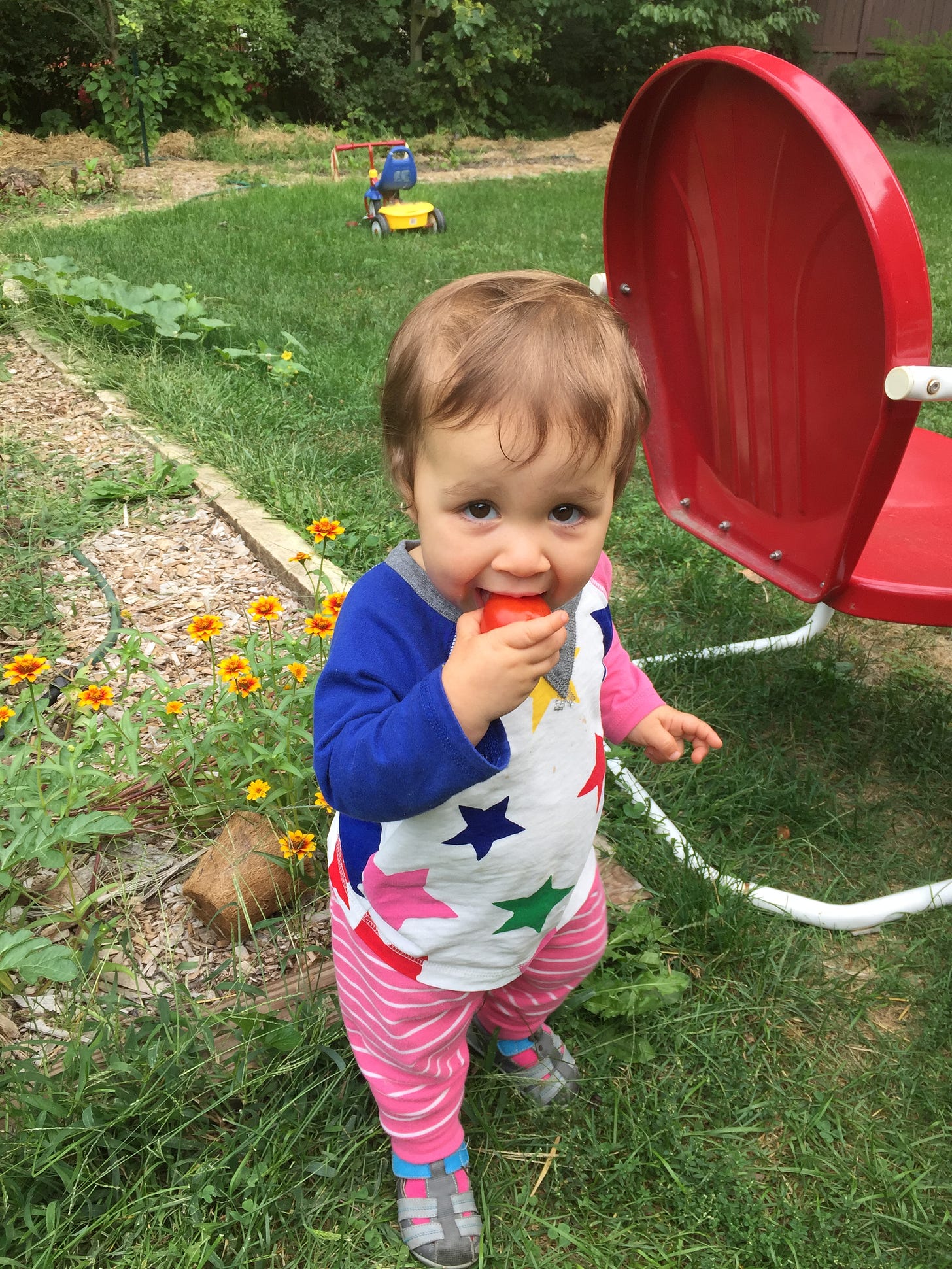 child eating a tomato in the garden