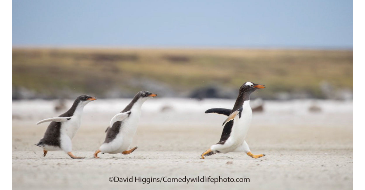 running penguins
