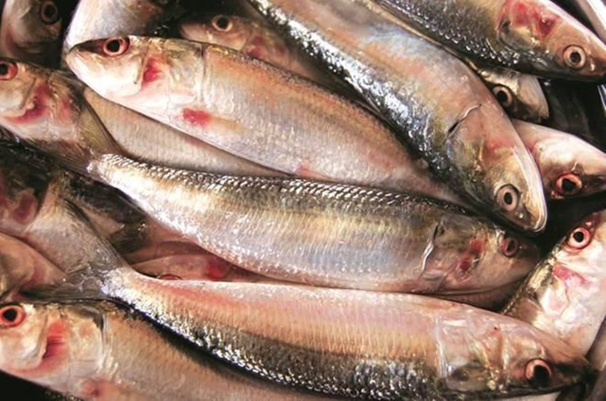 Marine fish catch falls 9% in 2018 - The Financial Express