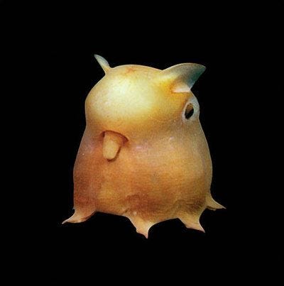 Dumbo Octopus (With images) | Bizarre animals, Deep sea creatures