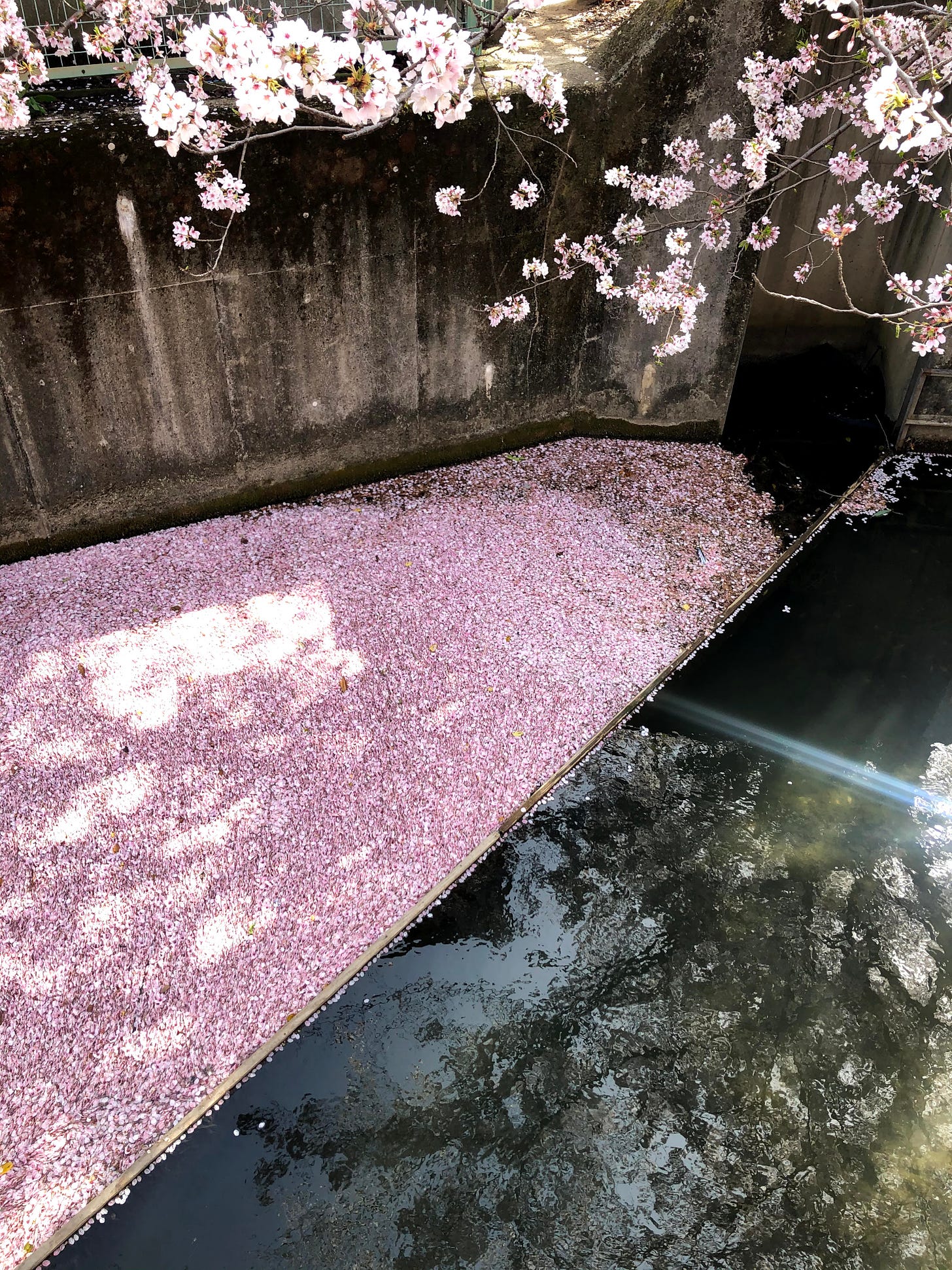 Cherry blossom petals collect on the surface of the water of a canal