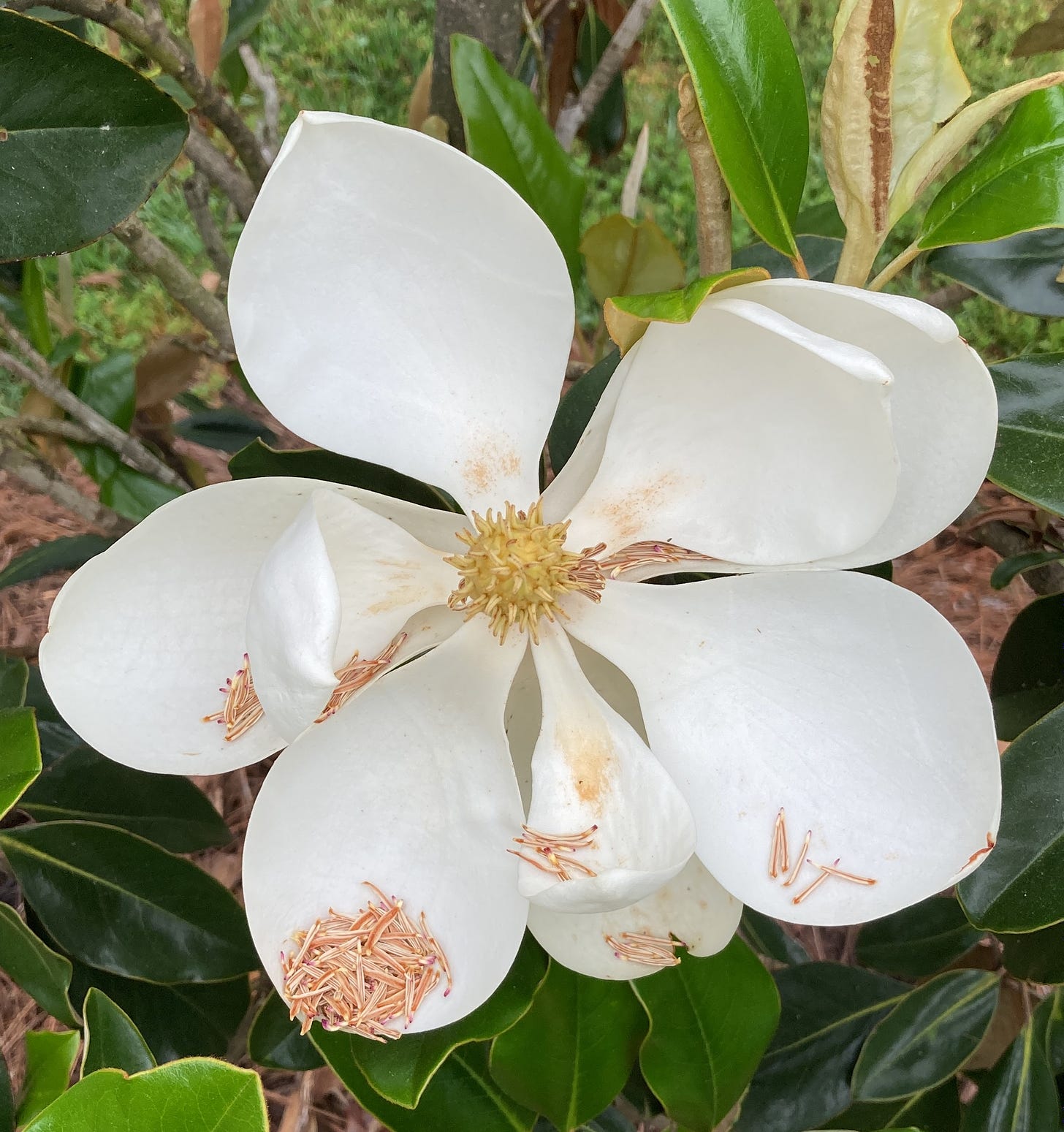 White magnolia flower, fully open, with pine needles caught in its petals