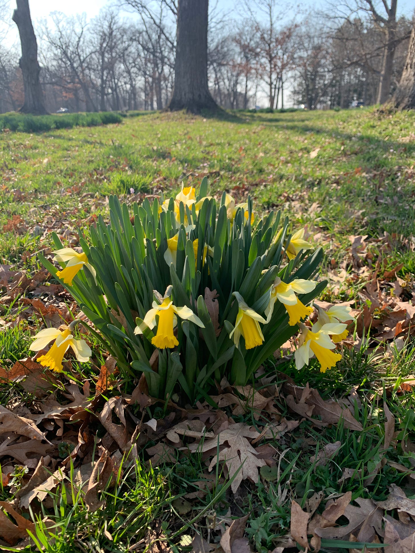 Clump of Narcissus (Daffodils) growing in a meadow