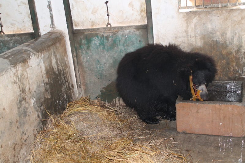 rescued bear has a drink of water in a den where he will be safe