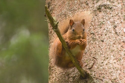 Red squirrel