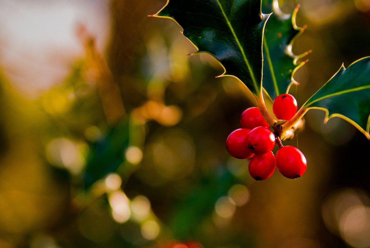 Sprig of holly with bright red berries on a tree.