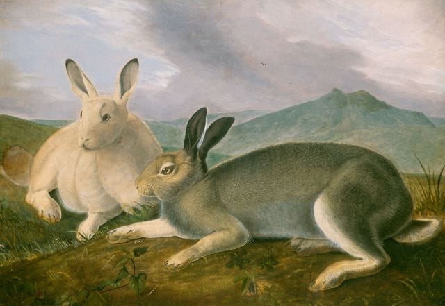 Arctic Hare by John James Audubon