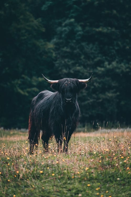 A Black Bull in a Grass Field