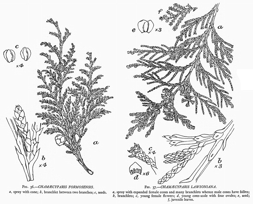 botanical drawings of cypress tree segments