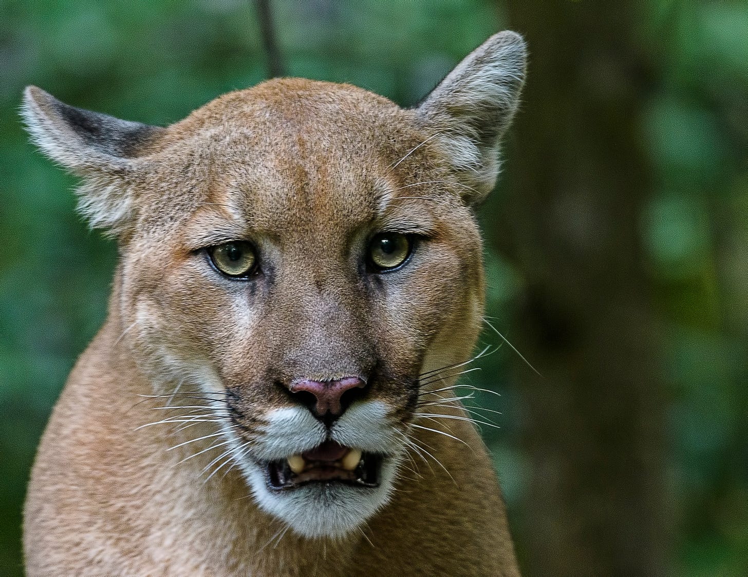 a closeup of a mountain lion, looking derpy with its mouth slightly agape and one ear turned backward