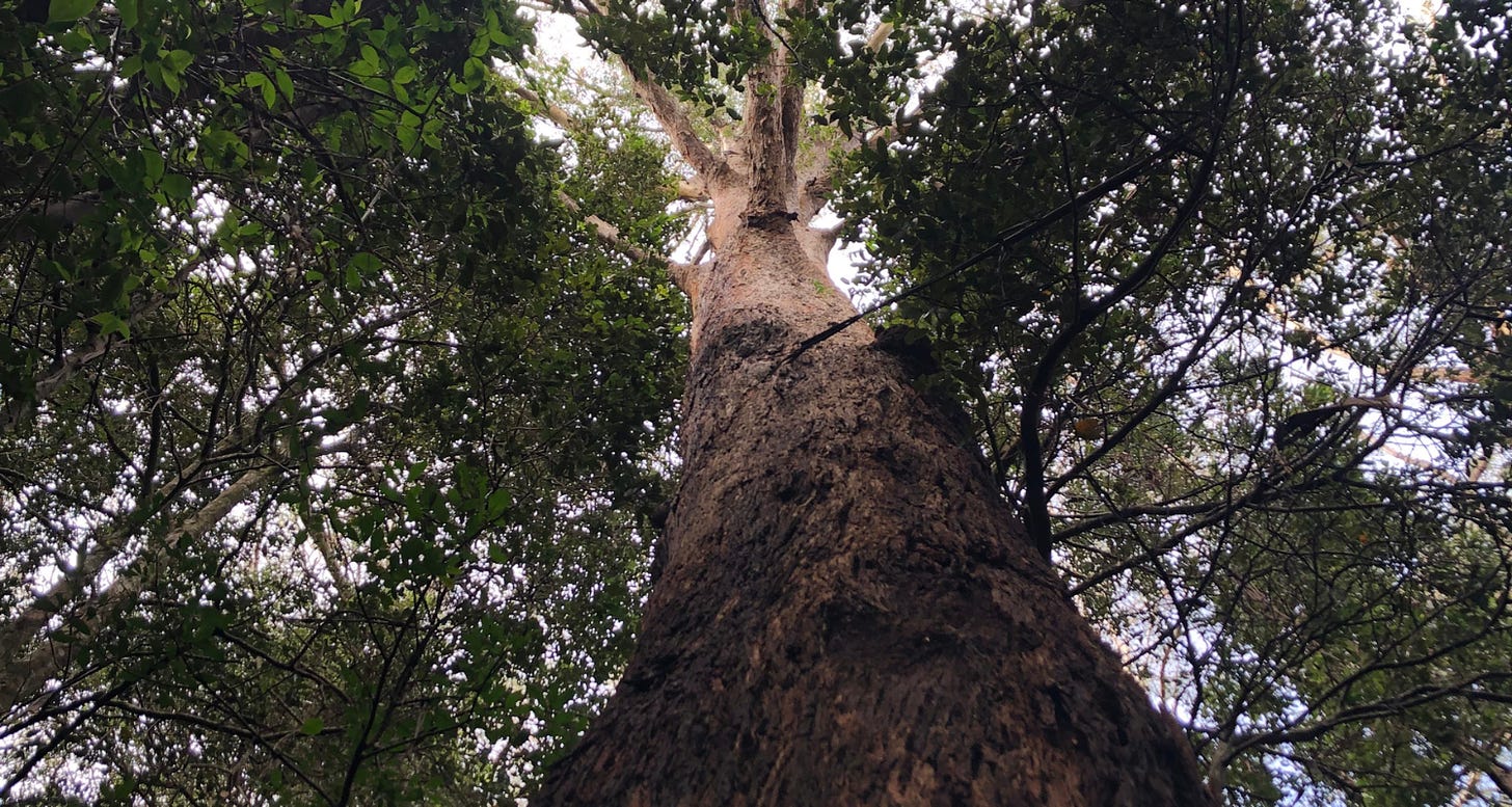 Photo of a large tree, taken from the base, looking up to the canopy