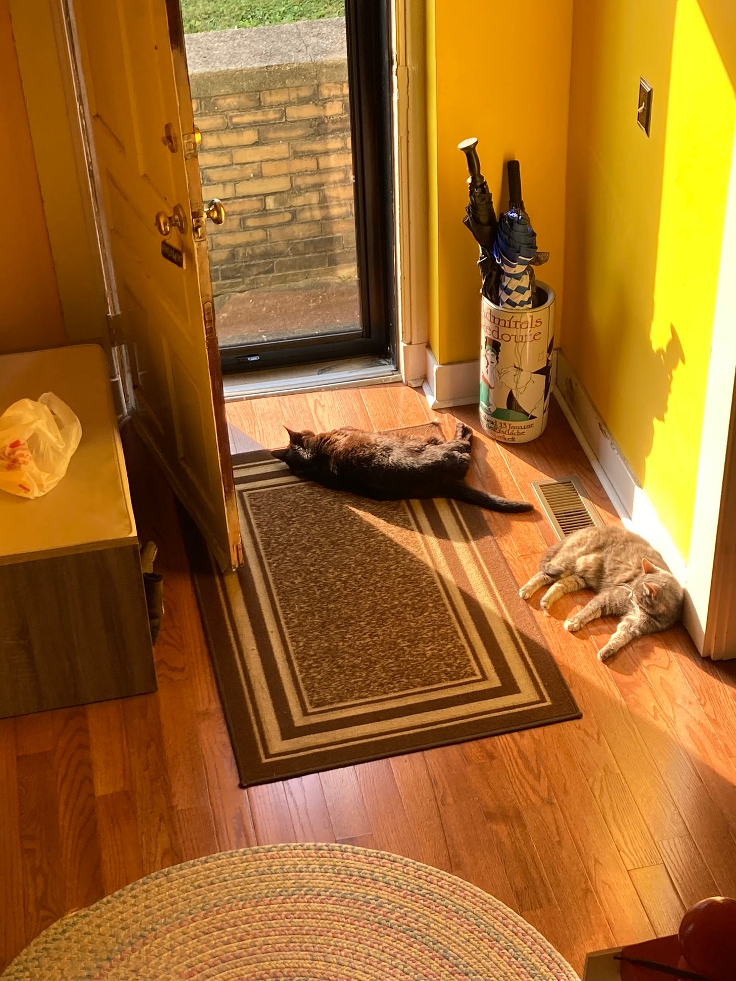 Two cats sitting in a slant of sunlight in the front door, one big, fat and black and the other a small, gray tabby.