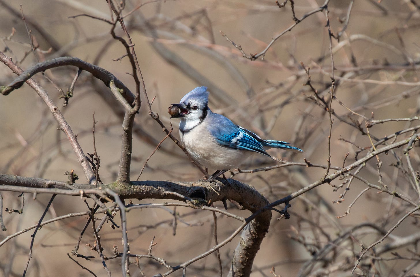 a bird with a blue tuft, blue back, patterned blue wings, black collar, and pale belly standing in a bare tree with an acorn in its black beak