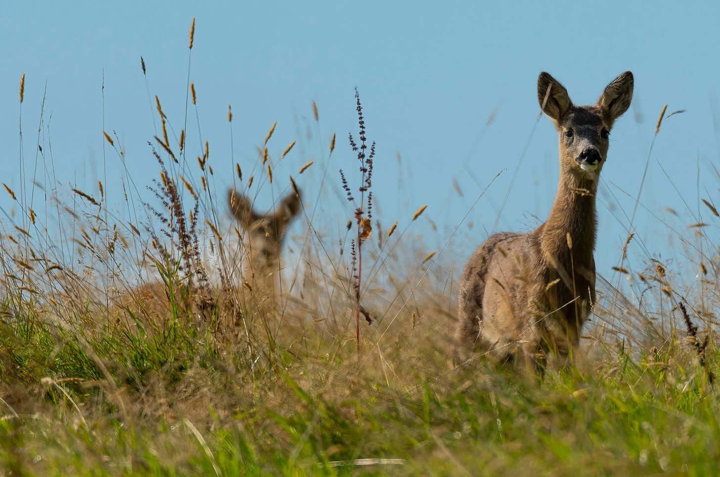 Photo of roe deer twins in a field of long grass