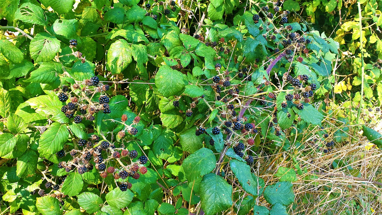 A bush full of blackberries