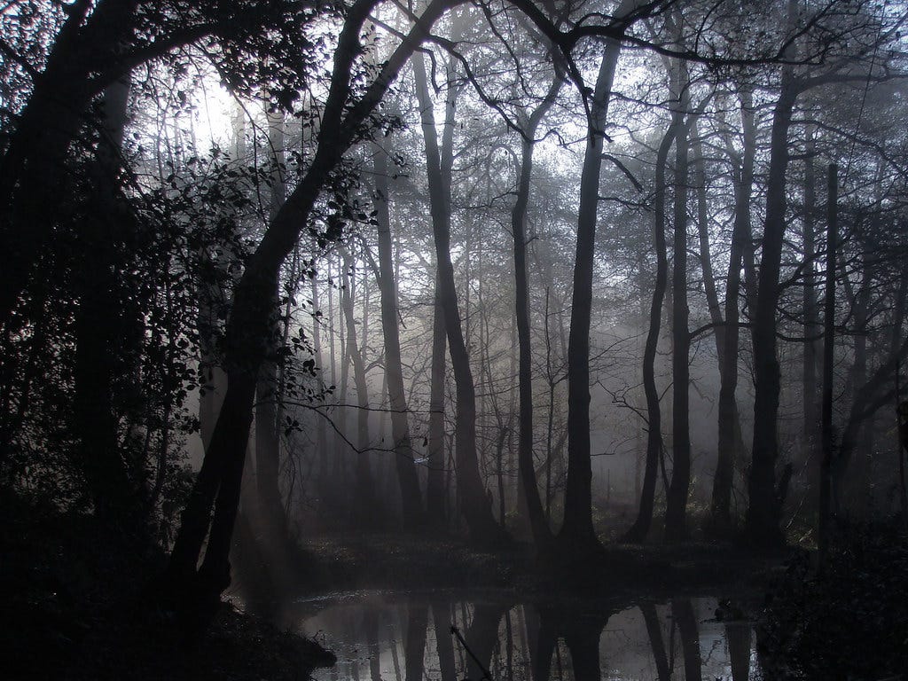 Spooky forest in the morning