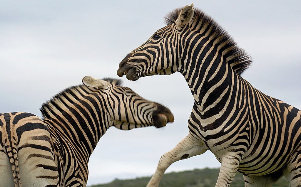 Fighting zebras