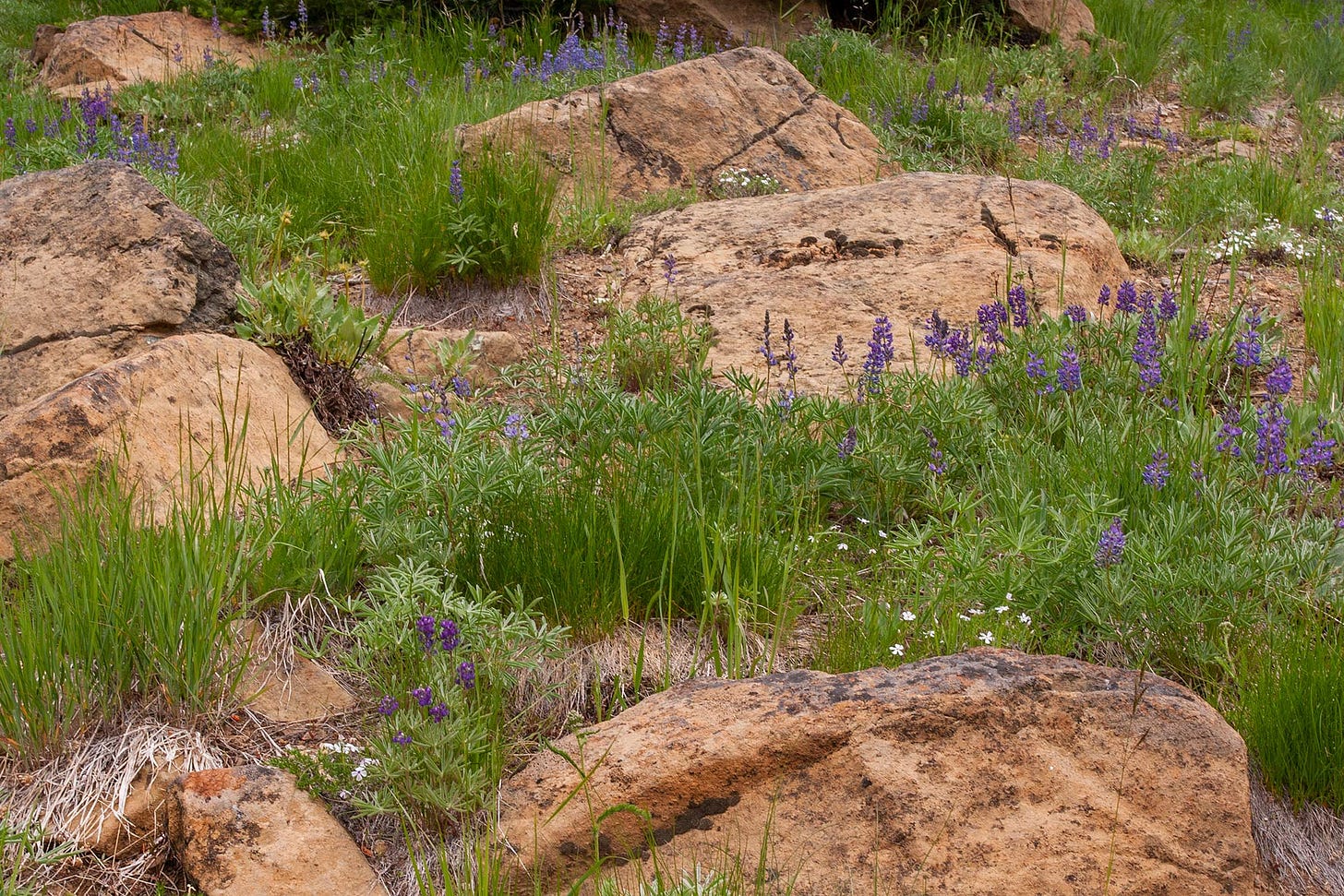 purple native lupine and white phlox between orange boulders in a field