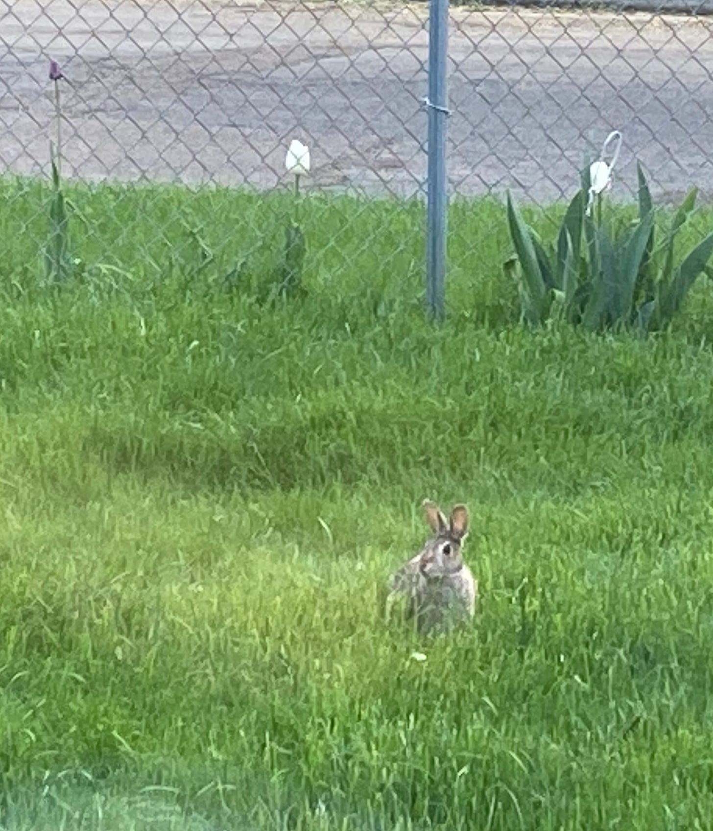 Adult bunny rabbit in tall grass with a chain link fence and tulips in the background.