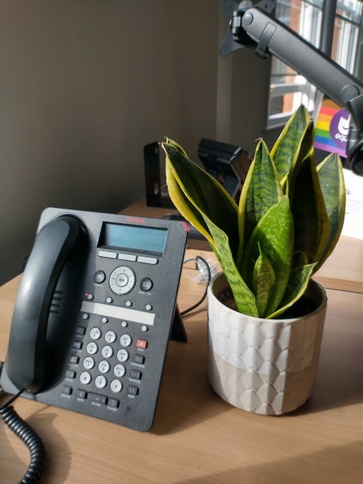 Photo of a light wood desk with a telephone and pot (snake) plant on it