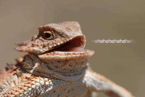 Some sort of reptile kek laughing GIF.