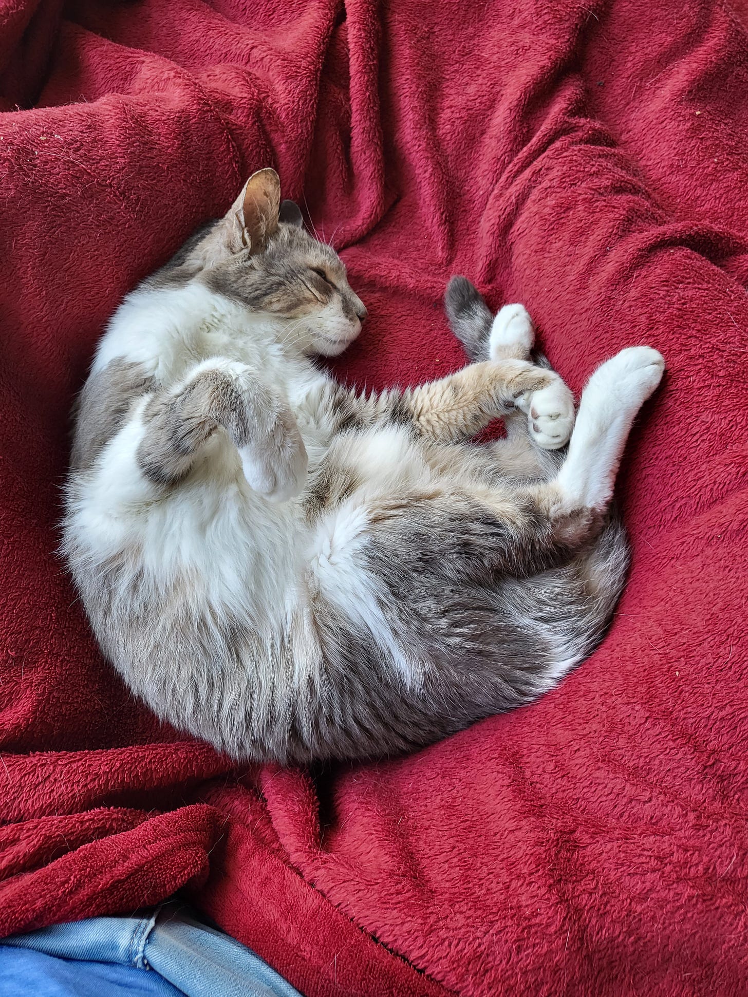 Shraga, an elderly and skinny gray and white tabby cat, curled up with some belly out in between my legs, which are covered in a red blanket.