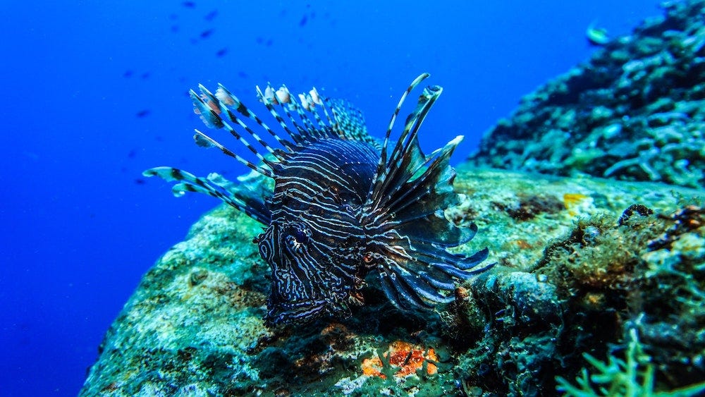 A lionfish perches on a dead piece of coral. It has high-contrast stripes. Bits of algae are visible in the foreground, and a school of fish in the background.