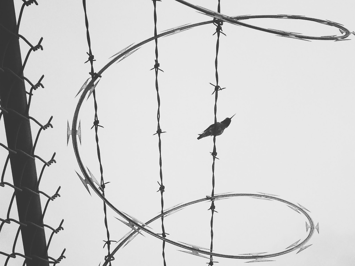 Black and white photo of razor wire against a sky with the silhouette of a small hummingbird perched on the wire.