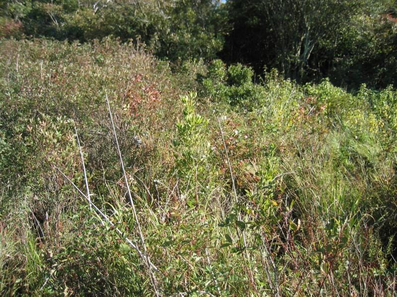 Highbush Blueberry Bog Thicket Guide - New York Natural Heritage Program