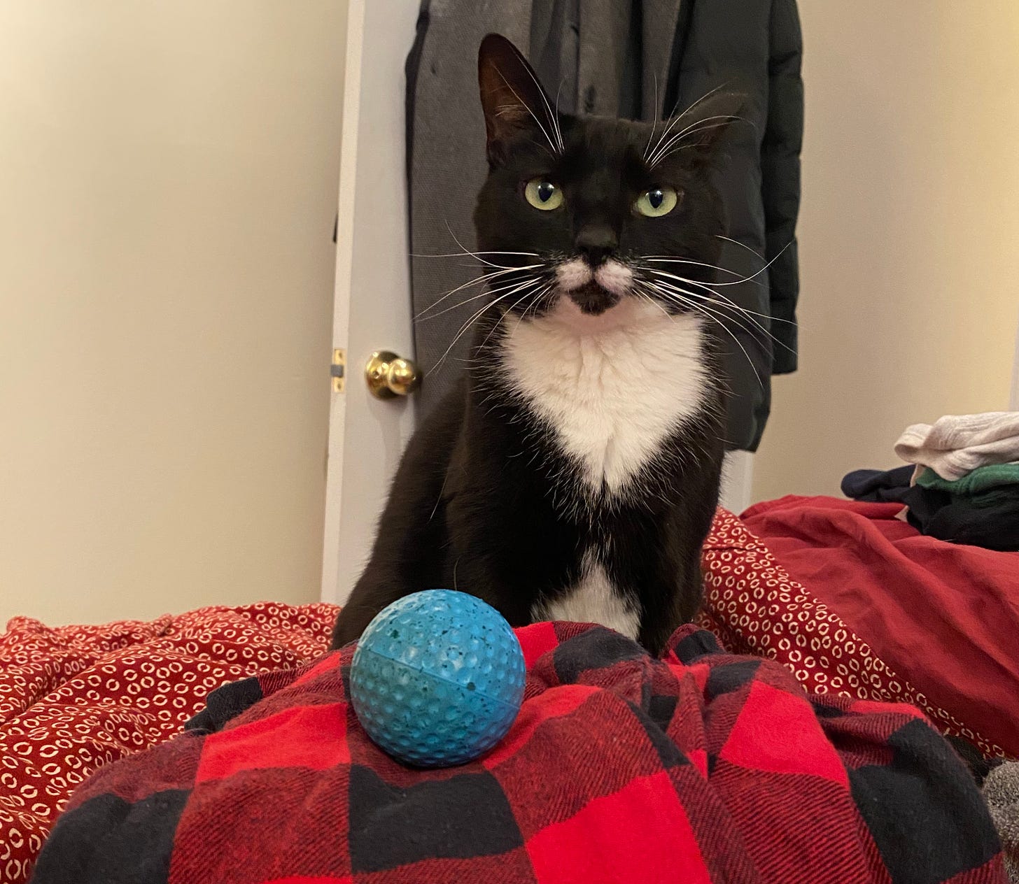 A black and white cat stares at the camera. Her blue bouncy ball sits in the foreground.