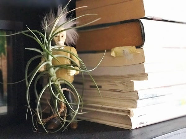 One of my weirder looking plants is an air plant having a pup (top left, coming out from the middle stem). It currently hangs out with Einstein on my bookshelf.