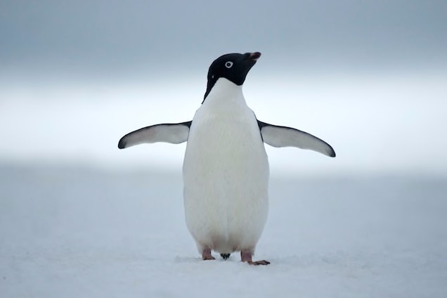 Adélie Penguin | National Geographic