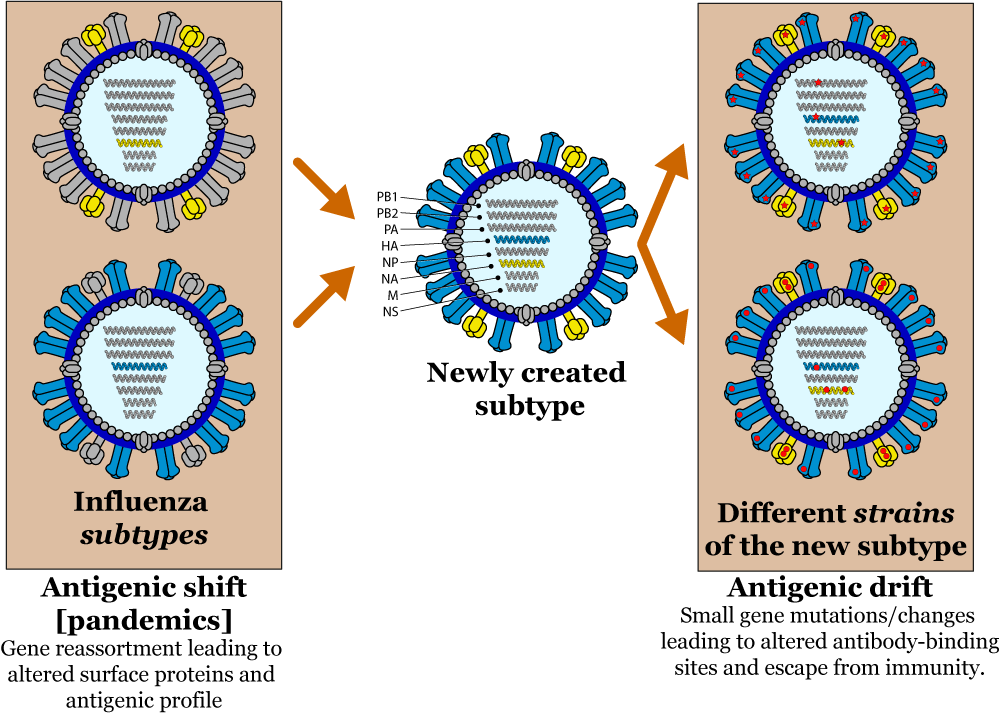 VDU's blog: Influenza viruses (IFVs)...
