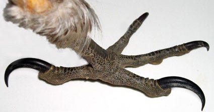 raptor-foot-picture