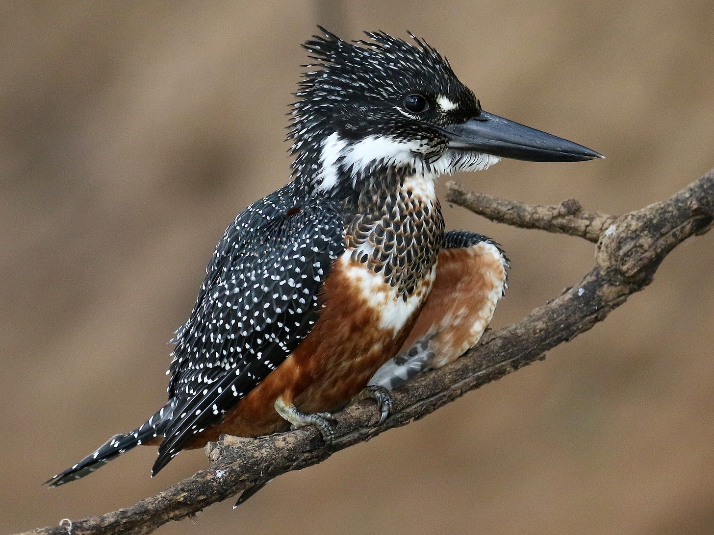 Giant Kingfisher - eBird