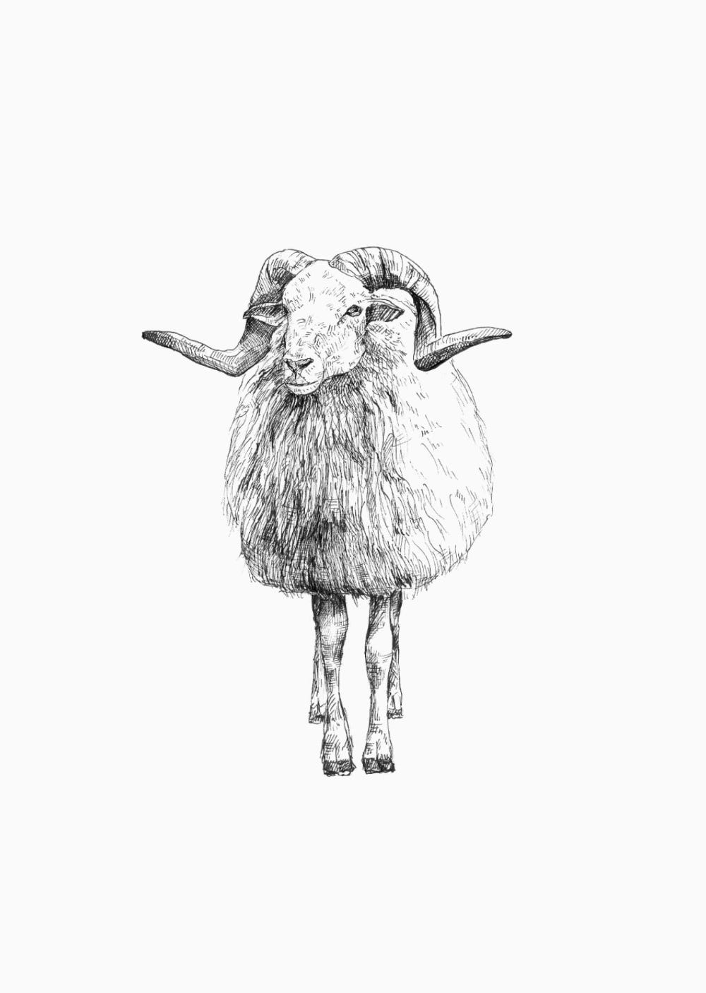 Animals - Drenthe Heath Sheep | Animals, Animal art, Illustration