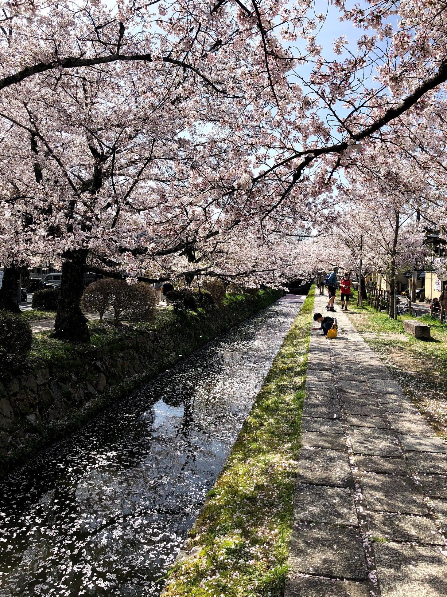 A child looks at something by a river surrounded by cherry blossoms.