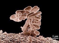 Microorganism - Wikipedia
