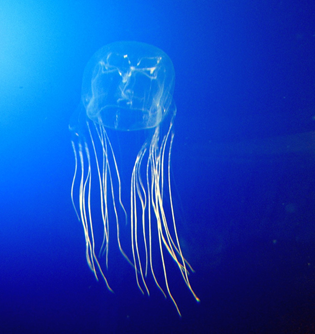 Box jellyfish