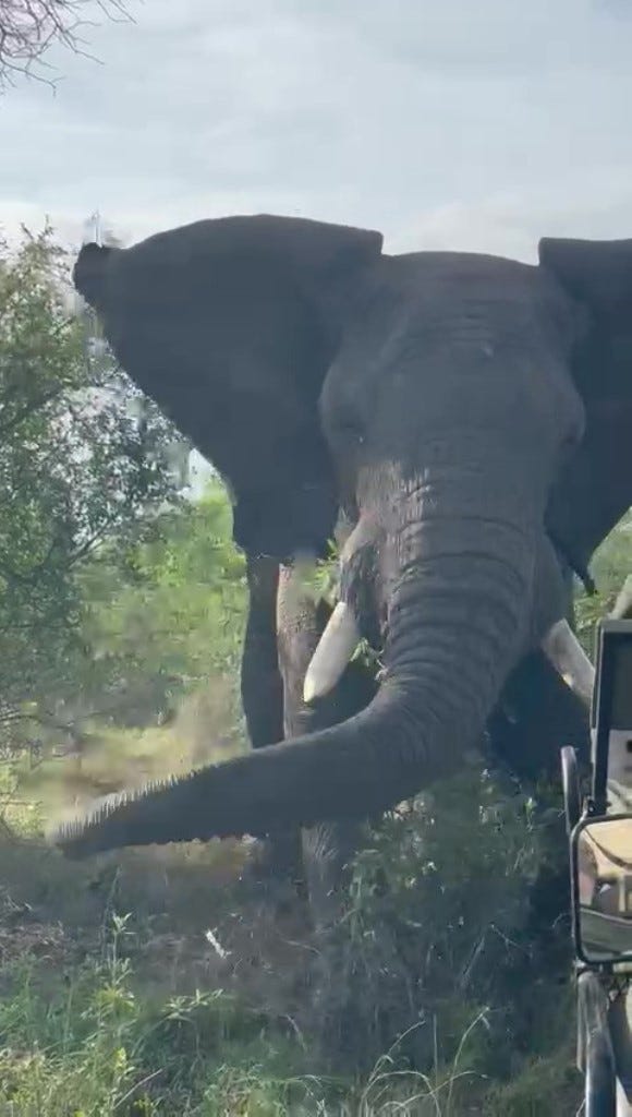Elephant attacking vehicle