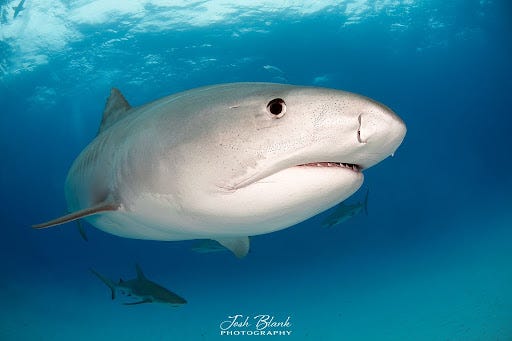 Bull shark