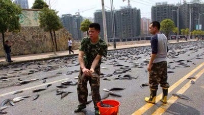 Fish Rain Festival in Thailand as Fishes litter streets after ...