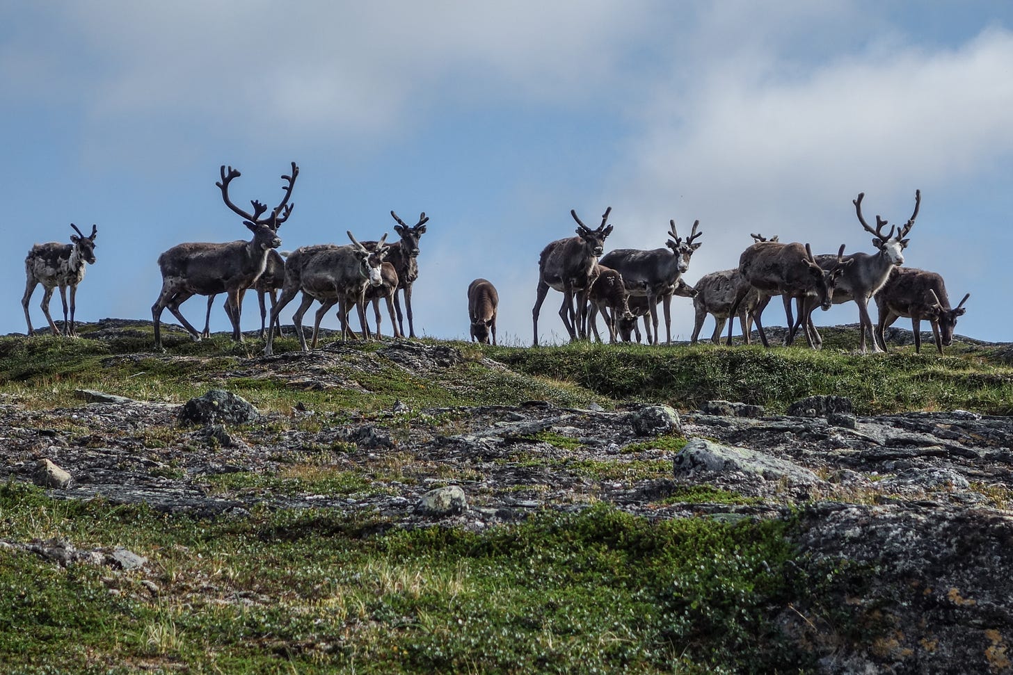 File:A curious herd of reindeer - panoramio.jpg - Wikimedia Commons